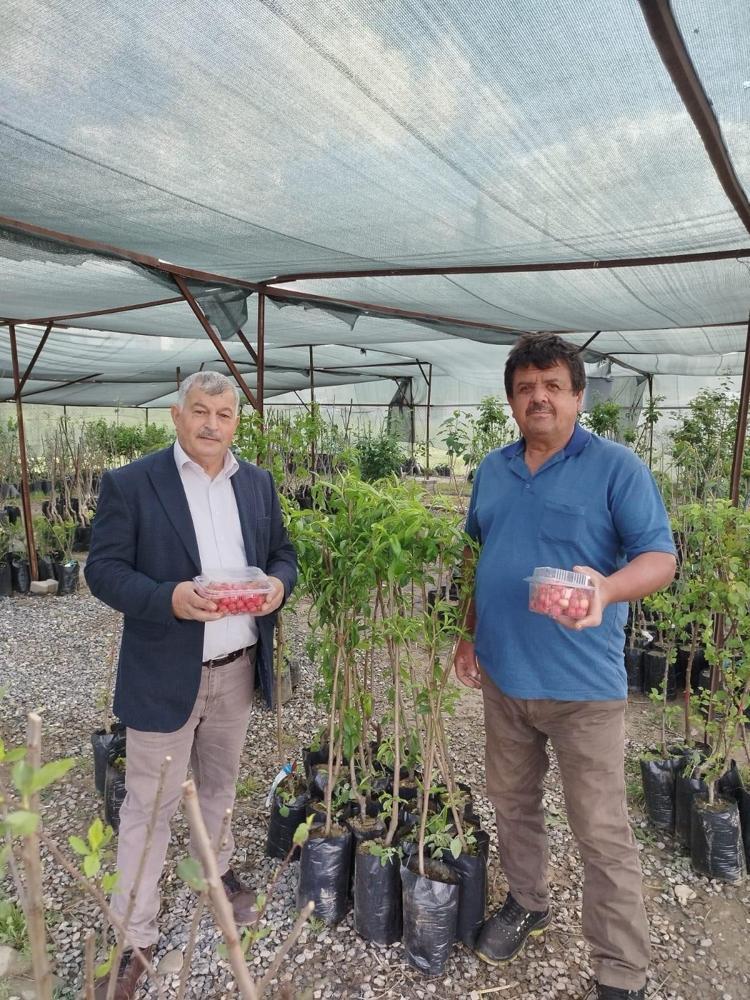 Antalyada yılın ilk hasadı başladı Kilosu 1000 TLden satılıyor: İltihabı kurutup tıkalı damarları yağ sökücü gibi açıyor, kolesterolü dengeliyor Doğal tansiyon ilacı
