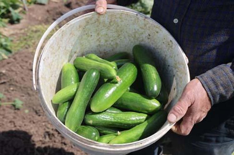 SALATALIK TARLADAN 15 TLDEN SATILIRKEN MARKETLERDE 25 İLA 30 TL ARASINDA SATILIYOR