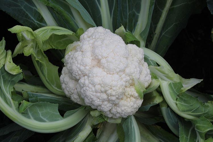 ANTİKANSEROJEN ETKİ TAŞIR