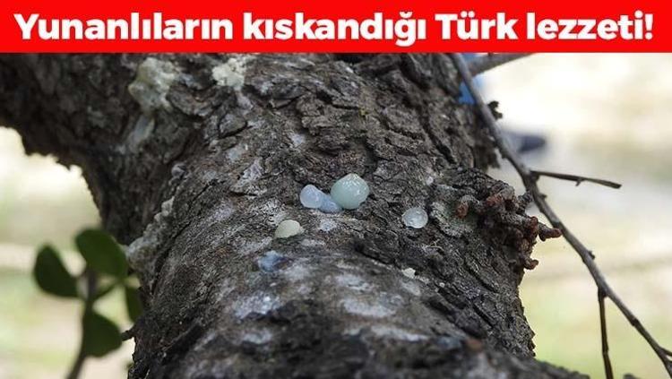 Çeşmenin beyaz incisi Kilosu 15 bin TLden satılıyor: Halk arasında mastika deniyor, karaciğere resmen reset atıyor Öksürüğü ciğerden söküp alan besin