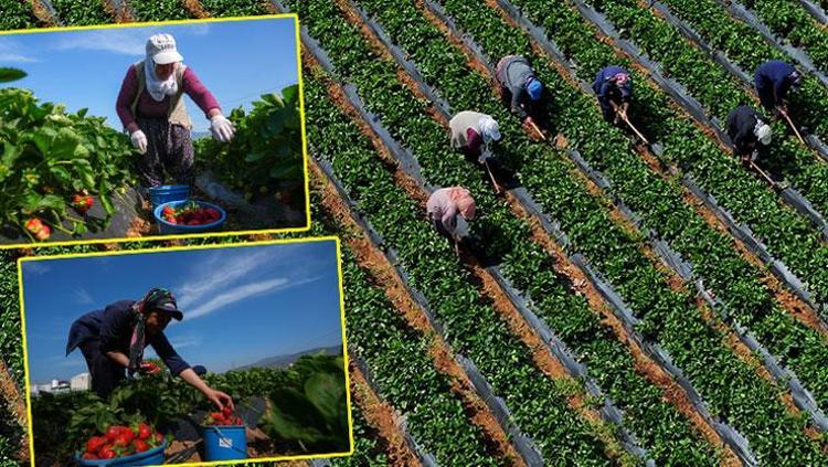 İzmirde hasat geç başladı Tarladan 75 TLye satılıyor: Kolesterolün kökünü kazıyıp kan şekerini dengeliyor