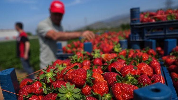 İzmirde hasat geç başladı Tarladan 75 TLye satılıyor: Kolesterolün kökünü kazıyıp kan şekerini dengeliyor