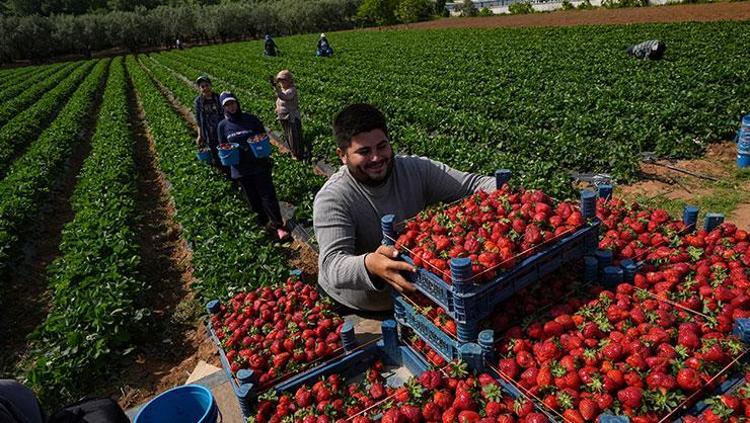 İzmirde hasat geç başladı Tarladan 75 TLye satılıyor: Kolesterolün kökünü kazıyıp kan şekerini dengeliyor