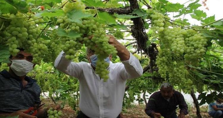 Mersinde örtü altında hasadı başladı Kilosu 250 liradan satılıyor: Kan şekerini terazi gibi dengede tutuyor, kemikleri beton gibi güçlendiriyor