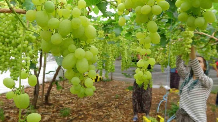 Mersinde örtü altında hasadı başladı Kilosu 250 liradan satılıyor: Kan şekerini terazi gibi dengede tutuyor, kemikleri beton gibi güçlendiriyor
