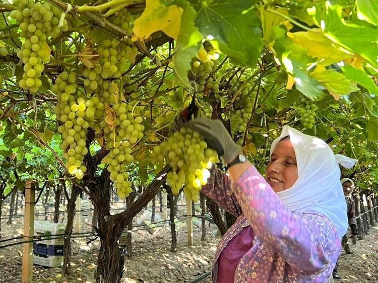 Mersinde örtü altında hasadı başladı Kilosu 250 liradan satılıyor: Kan şekerini terazi gibi dengede tutuyor, kemikleri beton gibi güçlendiriyor
