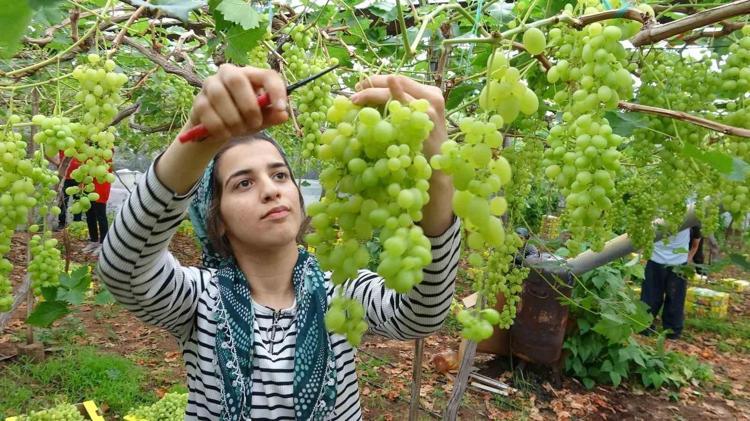 Mersinde örtü altında hasadı başladı Kilosu 250 liradan satılıyor: Kan şekerini terazi gibi dengede tutuyor, kemikleri beton gibi güçlendiriyor