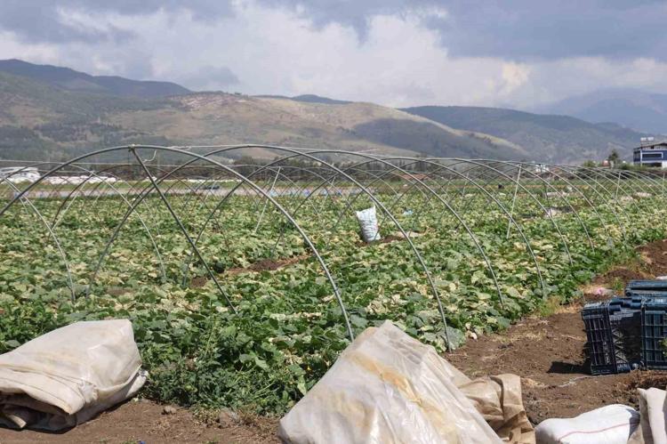 Adana karpuzunu dünya markası yapacağız