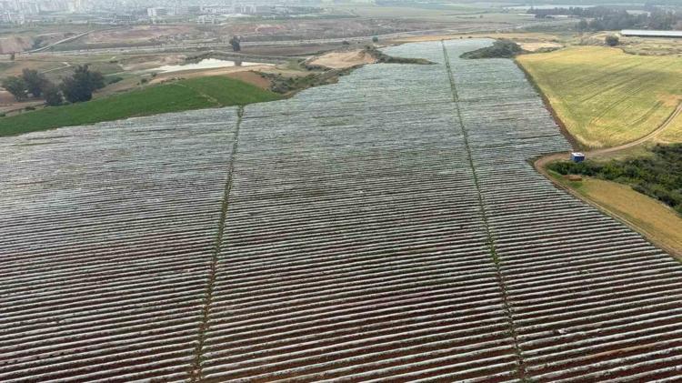 Adanada hasada hazırlık başladı Kilosu 10 liradan satılacak: Bel bölgesinde toplanan yağları parçalıyor, idrar söktürüp ödemi anında atıyor
