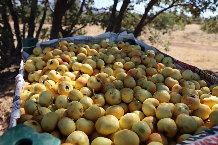 Sirkesini yapıp her sabah 1 kaşık için Göbek yağlarını vakumluyor, dümdüz bir karın için 30 gün boyunca için