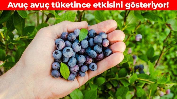 Dünyanın en sağlıklı meyvelerinden biri Maviyemiş olarak da biliniyor: İdrar yollarını tertemiz yapıyor, iyi kolesterolü artırıyor