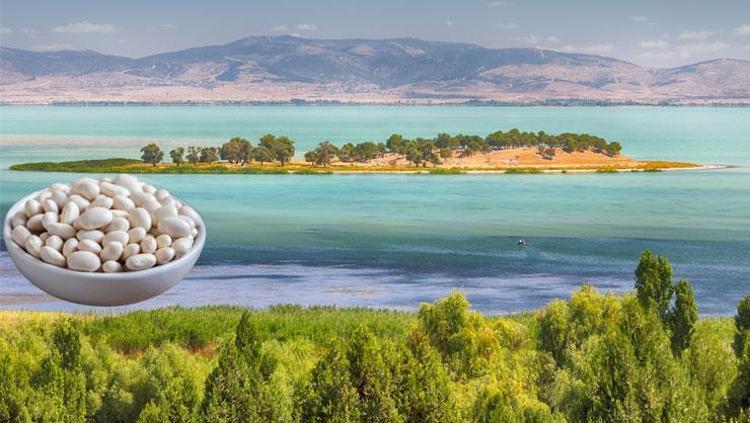 Konya Beyşehirde üreticiler ‘beyaz altınla kazanacak
