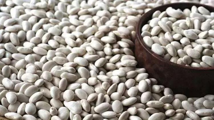 Konya Beyşehirde üreticiler ‘beyaz altınla kazanacak