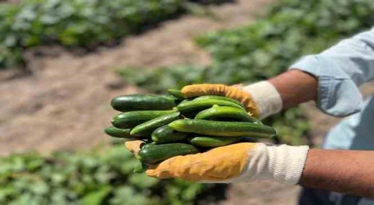 DAMARLARI GENİŞLETİYOR