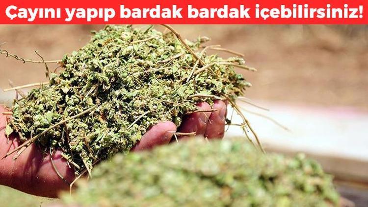 Modern tıbbın babasından kilo verme önerileri İbn-i Sinanın mum gibi eriten formülü