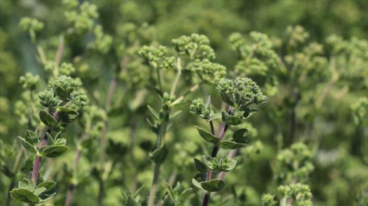 Modern tıbbın babasından kilo verme önerileri İbn-i Sinanın mum gibi eriten formülü