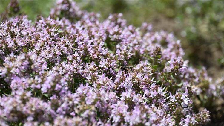 TOKSİNLERİ SÜZGEÇ GİBİ SÜZÜYOR