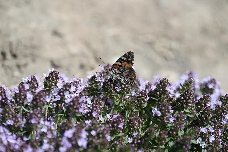 Modern tıbbın babasından kilo verme önerileri İbn-i Sinanın mum gibi eriten formülü