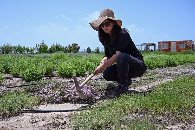 Modern tıbbın babasından kilo verme önerileri İbn-i Sinanın mum gibi eriten formülü