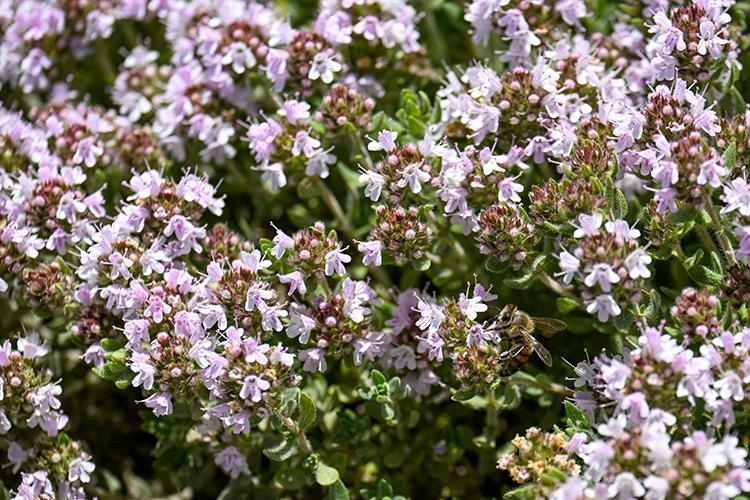 Modern tıbbın babasından kilo verme önerileri İbn-i Sinanın mum gibi eriten formülü