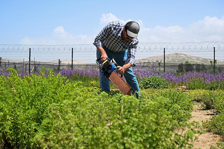 Modern tıbbın babasından kilo verme önerileri İbn-i Sinanın mum gibi eriten formülü