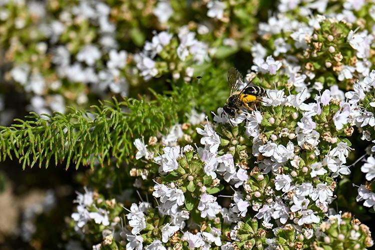 Modern tıbbın babasından kilo verme önerileri İbn-i Sinanın mum gibi eriten formülü