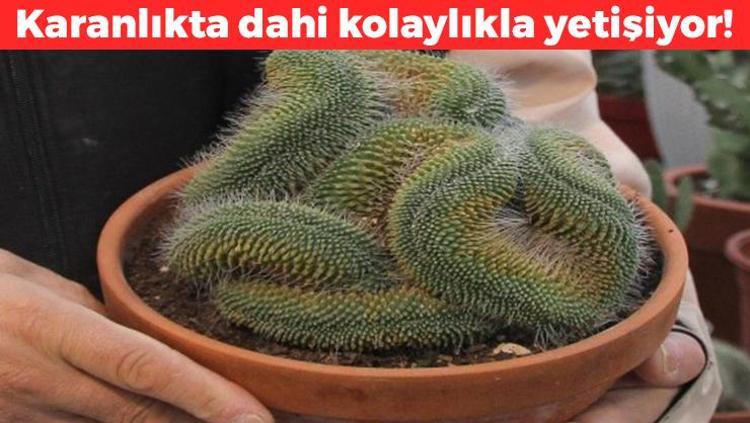 Işık almayan odada bile yetişiyor Sulamadan 3 aya kadar yaşıyor: Bakması en kolay bitki