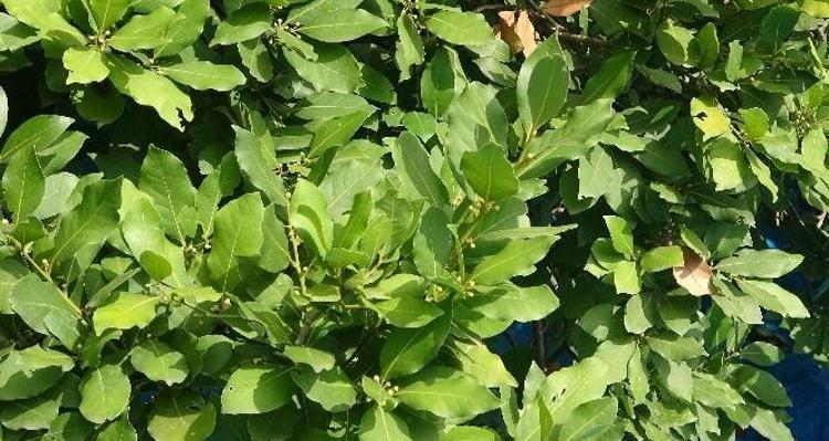Ağaçtan toplayıp kurutun Sinopta doğal ilaç olarak biliniyor: Yemeklere yaprak yaprak ekleyin