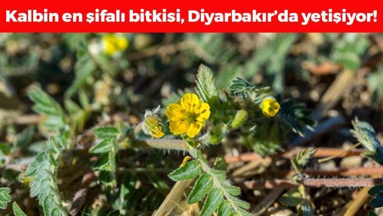 Diyarbakırda kendiliğinden yetişen doğal kalp ilacı Çayını yapıp bardak bardak için: Tıkalı damarları yağ çözücü gibi açıp böbrekleri diyalizden kurtarıyor