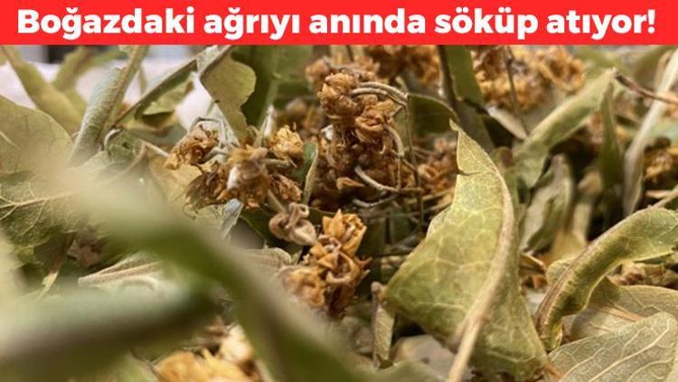 Boğaz şişliğini anında indiriyor Mikrobun kökünü kurutuyor: Kaynatıp suyunu için