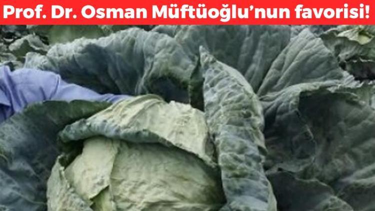 Prof. Dr. Osman Müftüoğlunun favorisi Salatasını yapıp tabak tabak yiyin: Folat ve potasyum zengini: 1 aylık lif ihtiyacını tek seferde karşılıyor