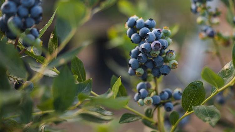 Doğal gençlik iksiri: Sağlıklı cilt, saç, kemik ve bağışıklık için gerekli vitamin deposu