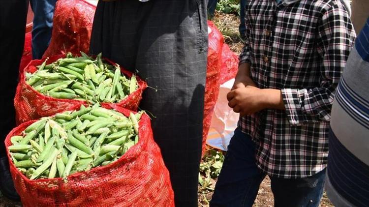 Bahar sofralarının vazgeçilmezi Kilosu 50 TL: Kötü kolesterolü sıfırlıyor, magnezyum ve potasyum deposu