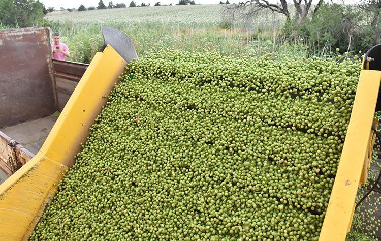 Bahar sofralarının vazgeçilmezi Kilosu 50 TL: Kötü kolesterolü sıfırlıyor, magnezyum ve potasyum deposu