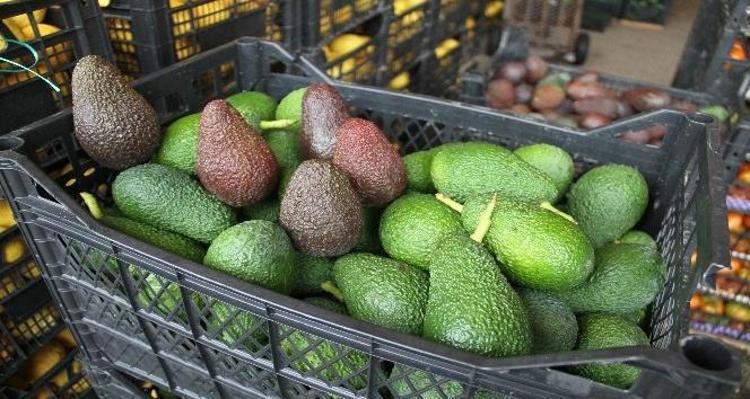 10 metre öteden belli oluyor Sapına bakmak yeterli: Buruş buruş damarları genişletiyor, kolesterolü damardan kazıyıp atıyor