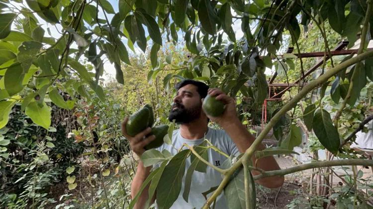 10 metre öteden belli oluyor Sapına bakmak yeterli: Buruş buruş damarları genişletiyor, kolesterolü damardan kazıyıp atıyor