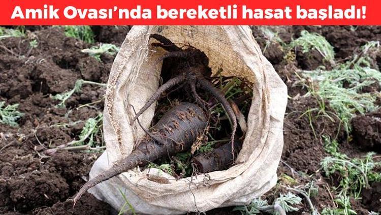 Amik Ovasında hasadı başladı Kilosu 45 TL: Kan şekerini sabitliyor: Kolesterolü sıfırlıyor, damarları saniyesinde açıyor