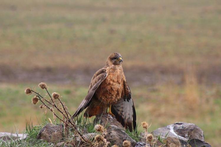 Kars Sarıkamış’ta nadir görülen Kızıl Şahin objektiflere yansıdı
