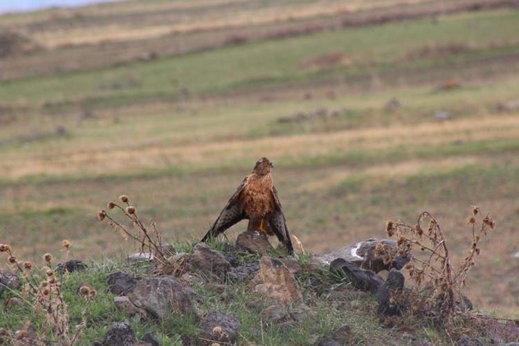 Kars Sarıkamış’ta nadir görülen Kızıl Şahin objektiflere yansıdı
