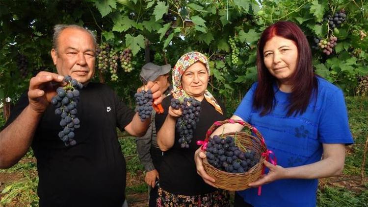 SİYAH İNCİ ÜZÜMÜ: MERSİN’İN YENİ YILDIZI