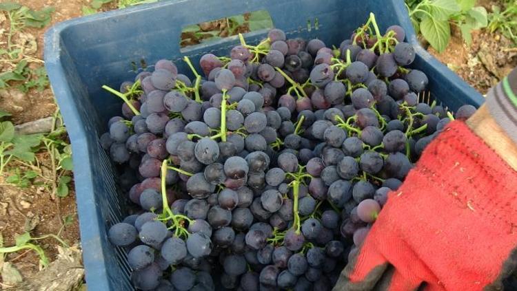 Mersinde hasadı başladı Kilosu 250 TLden satılıyor: Halk arasında siyah inci olarak biliniyor, kemikleri beton gibi güçlendiriyor