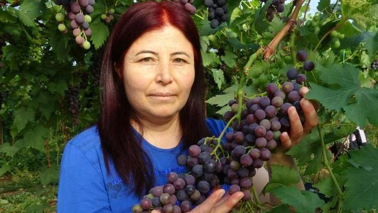 Mersinde hasadı başladı Kilosu 250 TLden satılıyor: Halk arasında siyah inci olarak biliniyor, kemikleri beton gibi güçlendiriyor