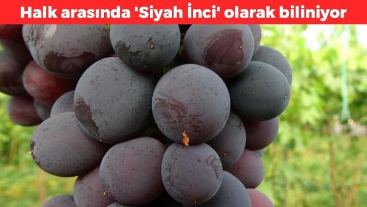 Mersinde hasadı başladı Kilosu 250 TLden satılıyor: Halk arasında siyah inci olarak biliniyor, kemikleri beton gibi güçlendiriyor