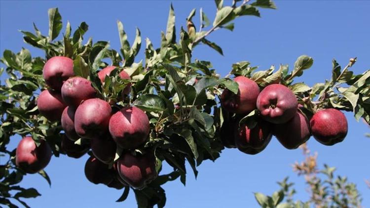 Pazardan 5 kilo elma alın Böyle pişirince pekmez kadar faydalı: Her gün 1 kaşık içenlerde kansızlık olmuyor, süt ve tahinle de karıştırabilirsiniz