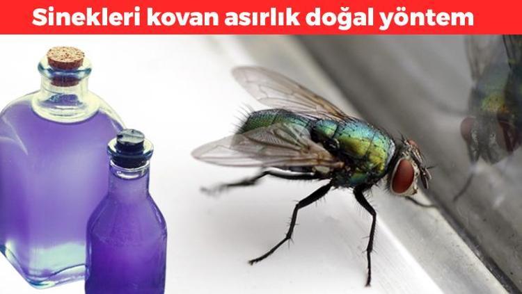 Sivrisinekleri saniyesinde kovuyor Yüzyıllardır uygulanan doğal yöntem: 1 kaşığı yetiyor, evde sinekten eser bırakmıyor