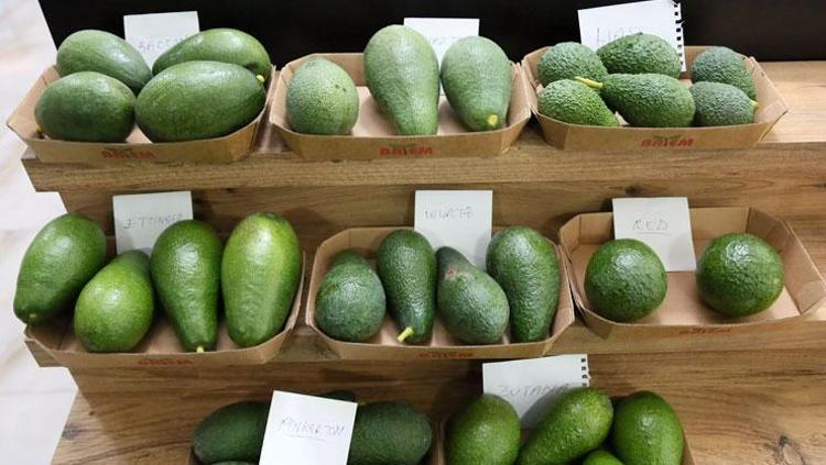 AVOKADOLU SALATA