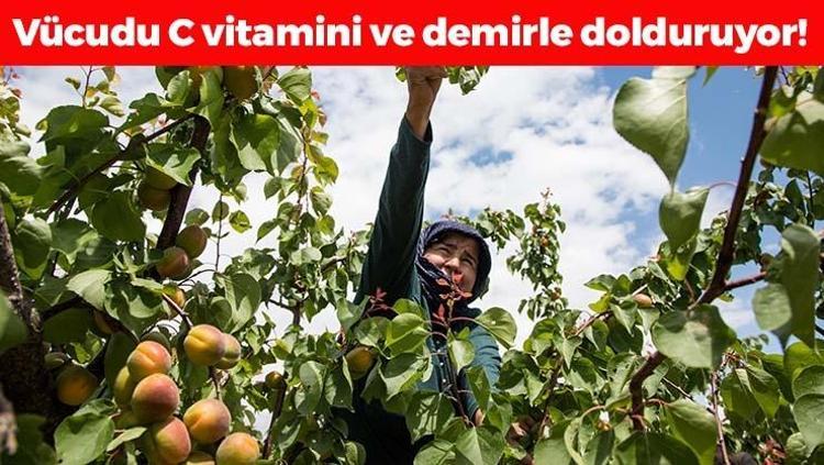 Mutta hasadı başladı, kilosu 70 TL Bağırsakları makine gibi çalıştırıp vücudu C vitamini ve demire boğuyor
