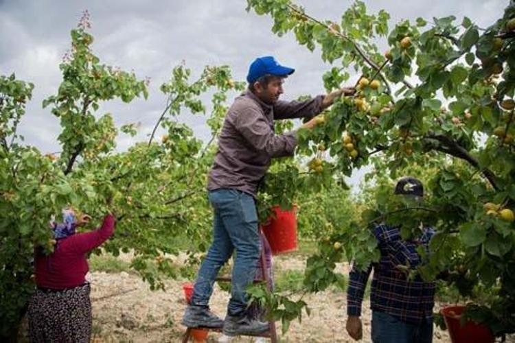 Mutta hasadı başladı, kilosu 70 TL Bağırsakları makine gibi çalıştırıp vücudu C vitamini ve demire boğuyor