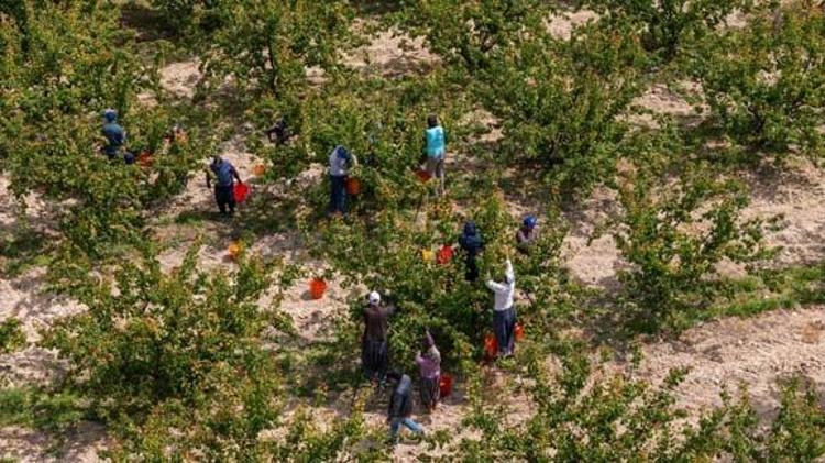Mutta hasadı başladı, kilosu 70 TL Bağırsakları makine gibi çalıştırıp vücudu C vitamini ve demire boğuyor