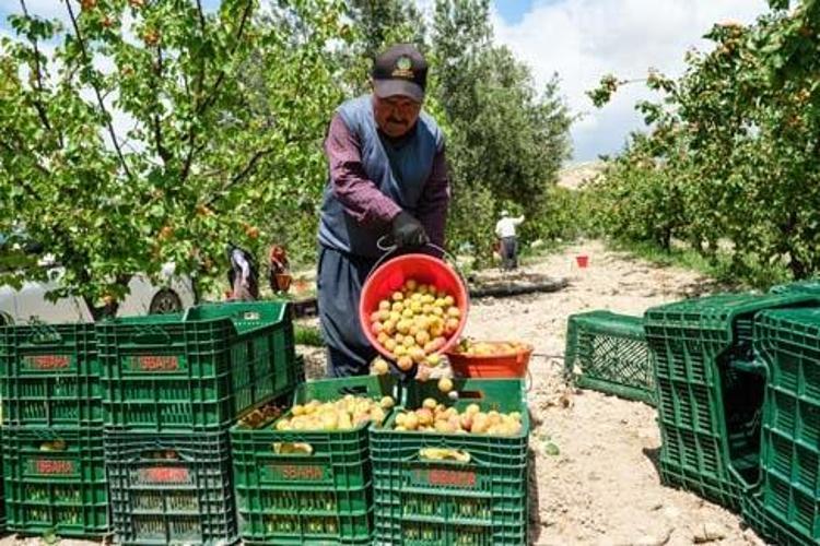 Mutta hasadı başladı, kilosu 70 TL Bağırsakları makine gibi çalıştırıp vücudu C vitamini ve demire boğuyor